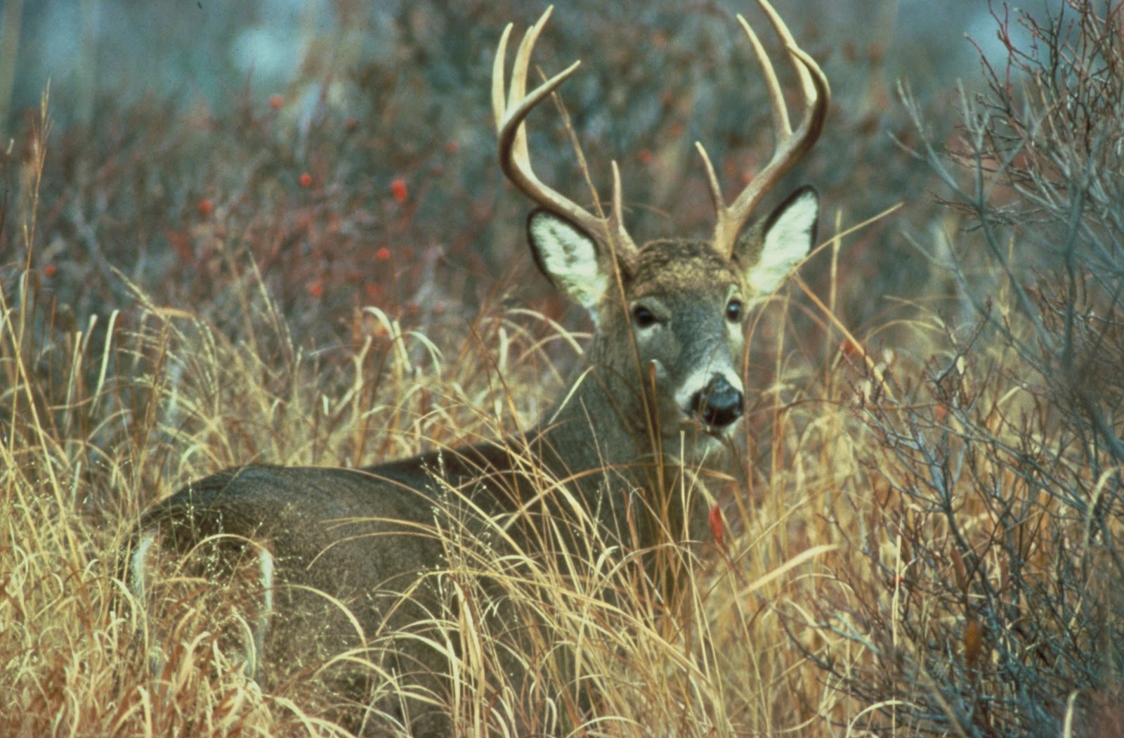 White-Tailed Deer