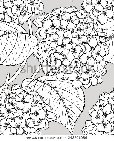 Black and White Hydrangea Drawing