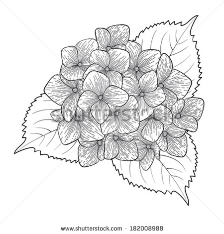 Black and White Hydrangea Flowers
