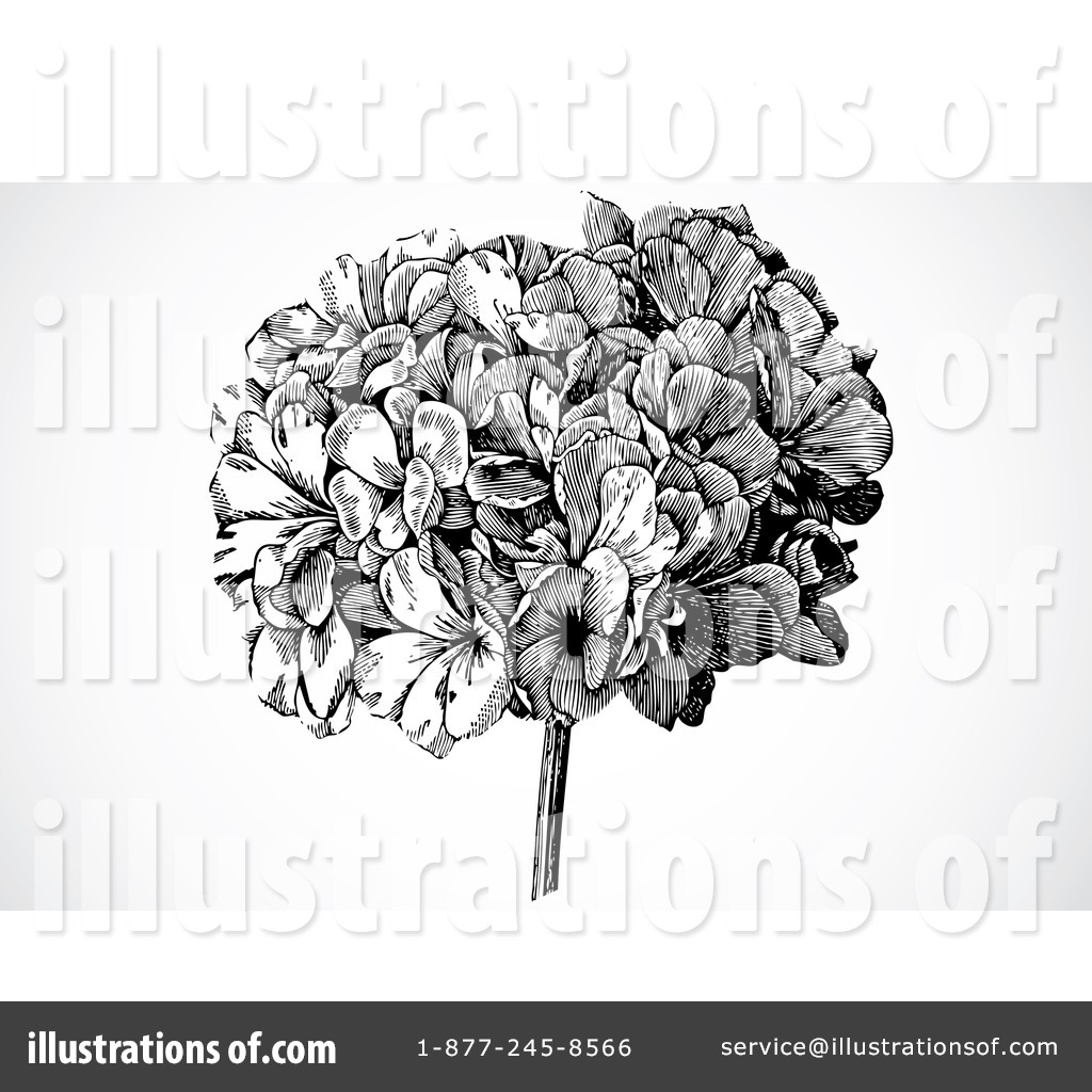 Black and White Hydrangea Illustration