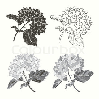 Black and White Hydrangea Illustration