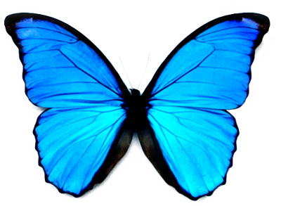 Blue Butterflies