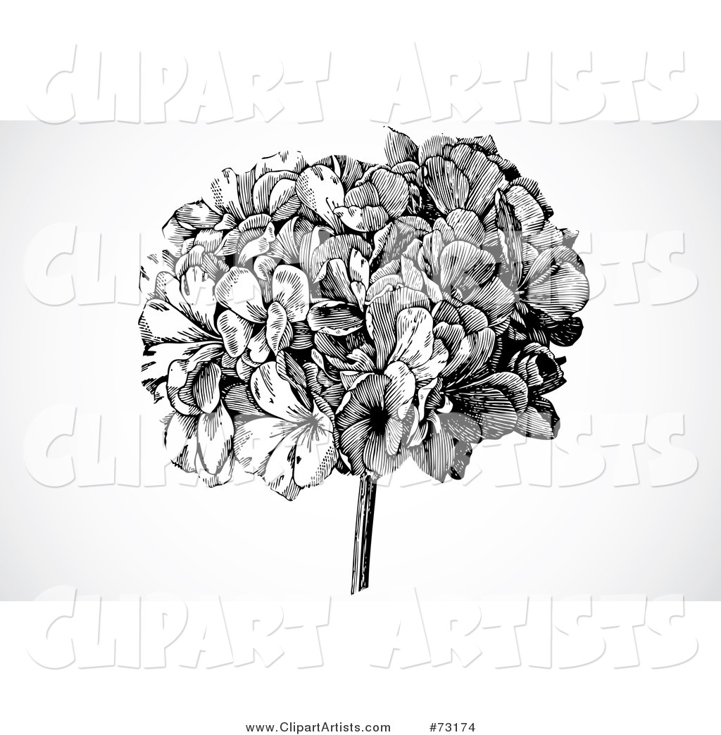 Clip Art Black and White Hydrangea