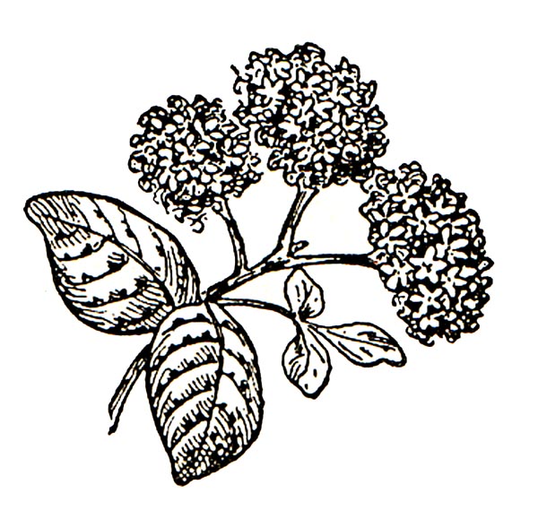 Clip Art Black and White Hydrangea