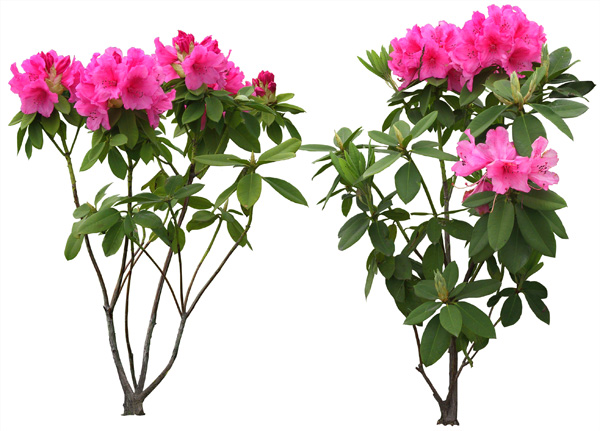 Flower PSD File Free Download Flower PSD File Free Download