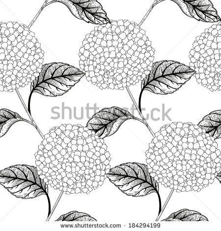 Flowers Drawings Black and White Hydrangea