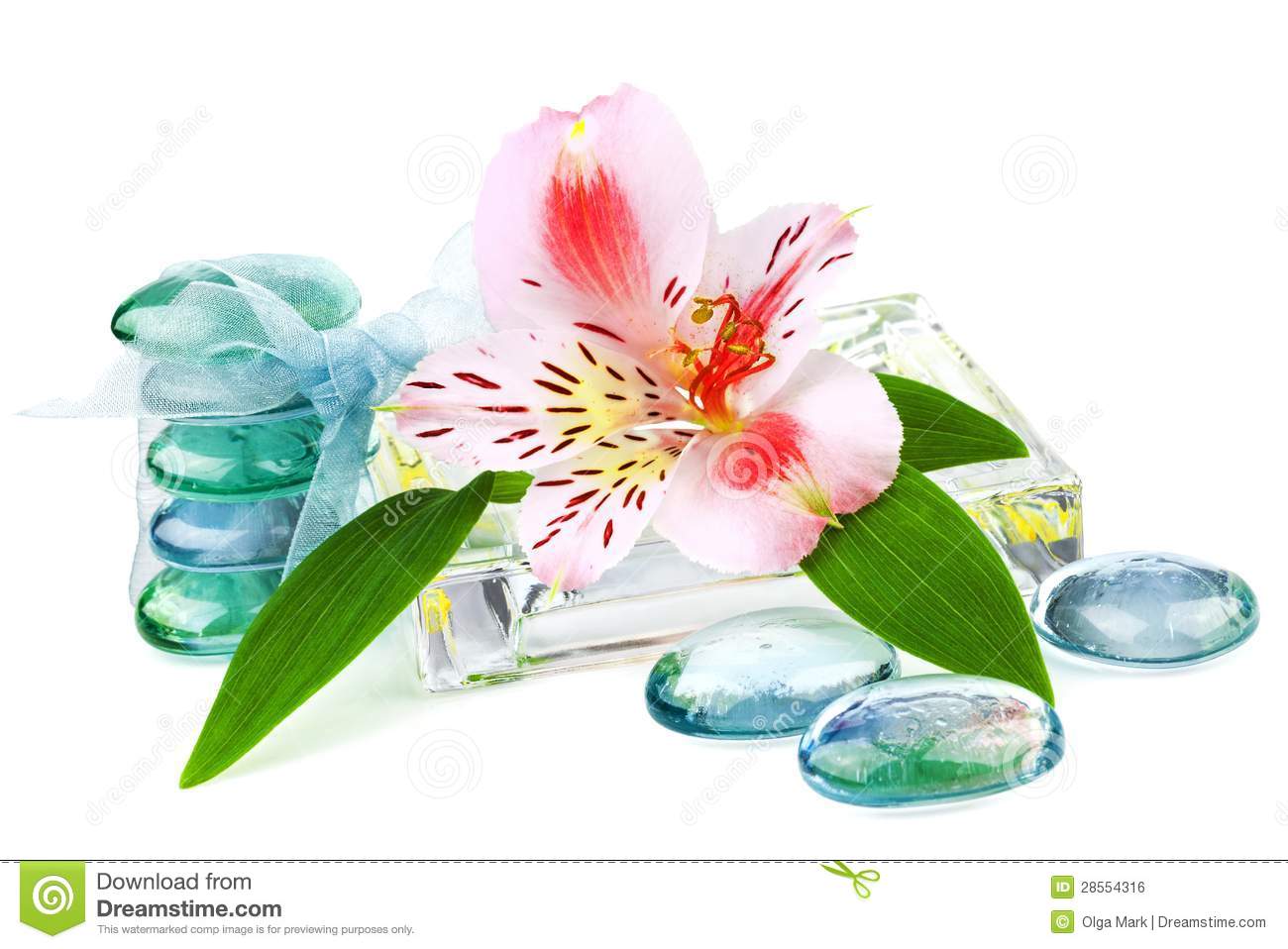 Free Transparent Flower Stock