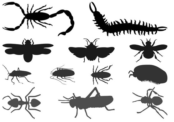 Insect Silhouette Clip Art