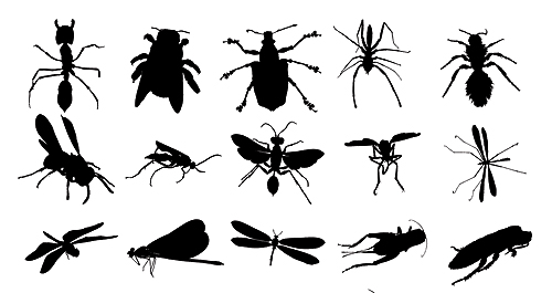 Insect Silhouette Drawing