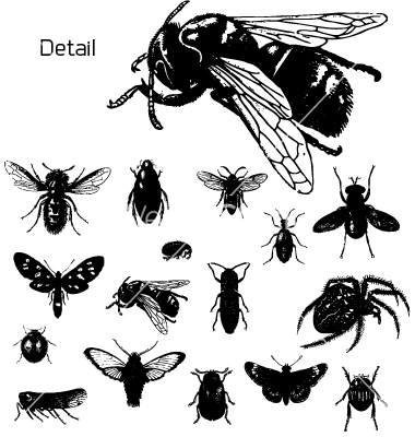 Insect Vector Silhouettes