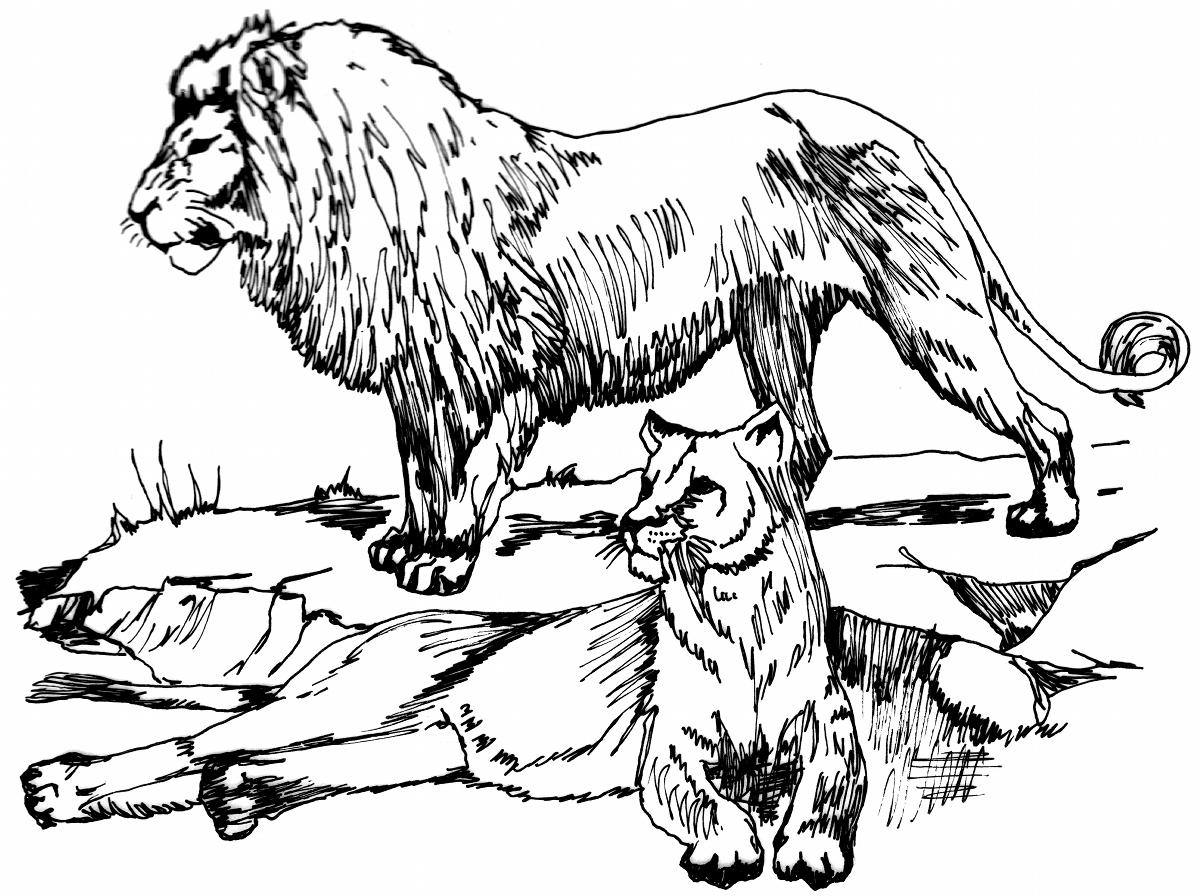 Lion Line Art Drawings