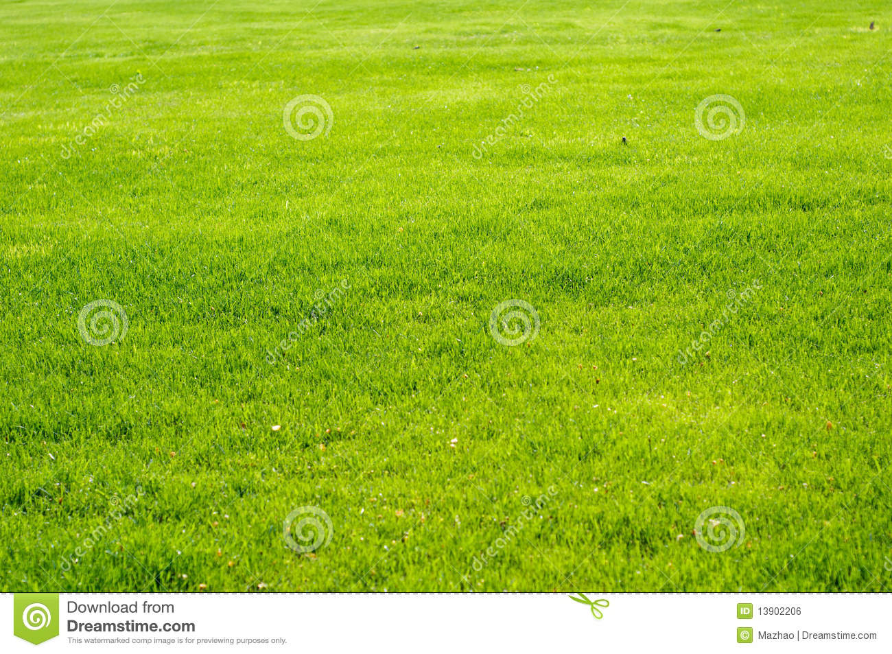 Royalty Free Stock Grass