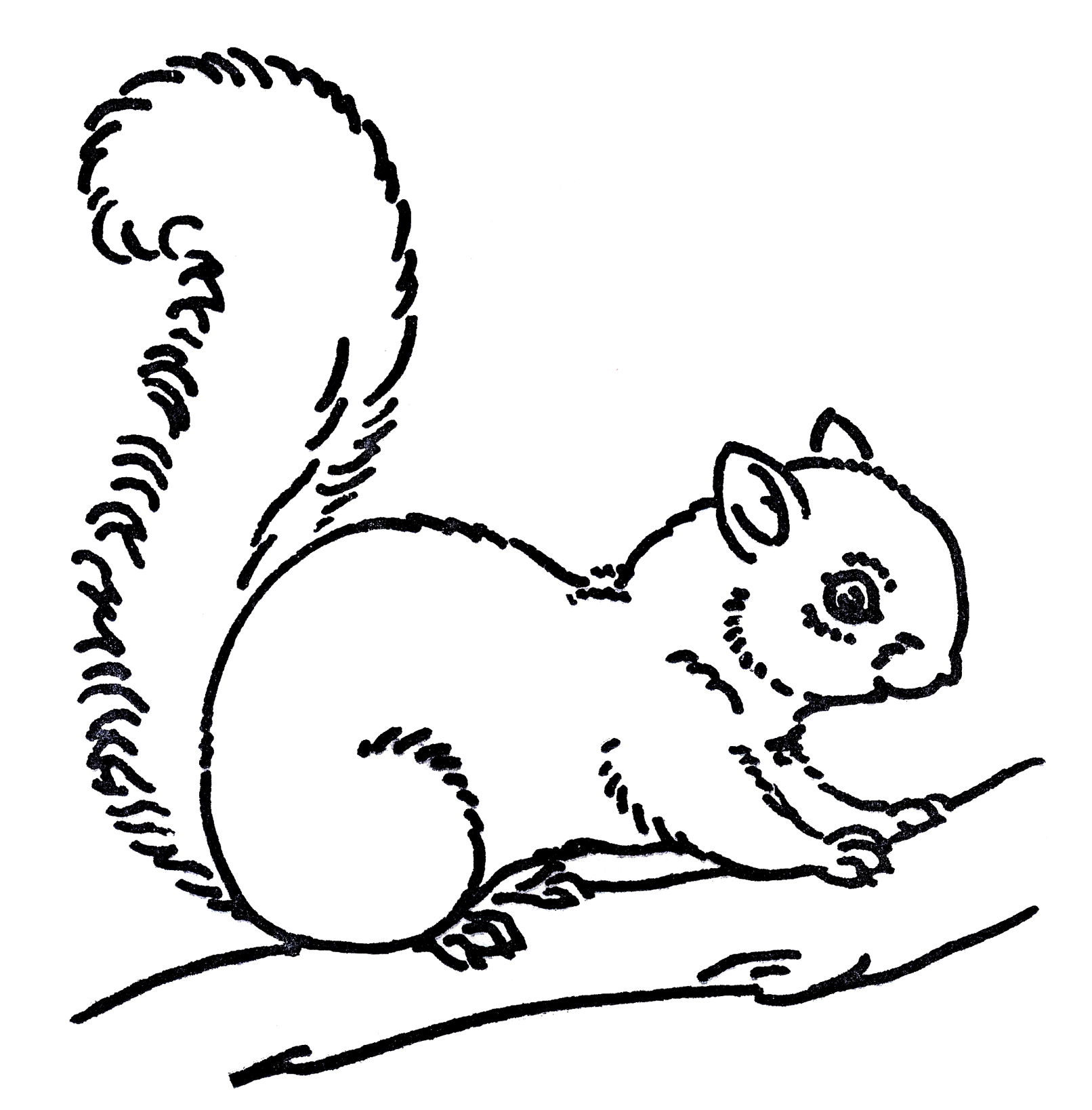 Squirrel Line Drawing