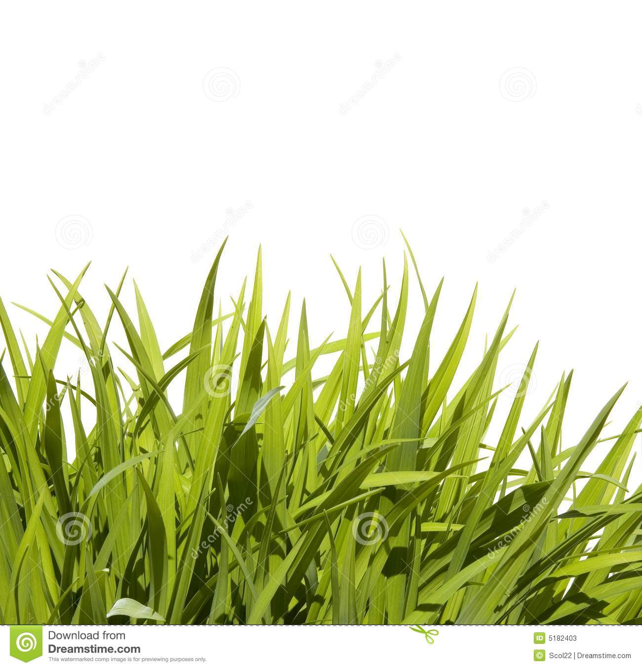 Tall Grass Texture