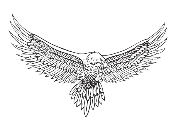 Vector Eagle Line Drawing