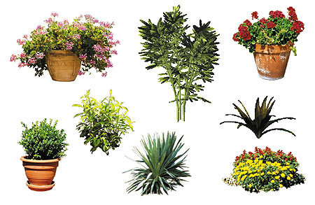 2D Architectural Plant Images