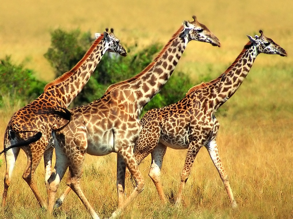 African Animals Giraffe