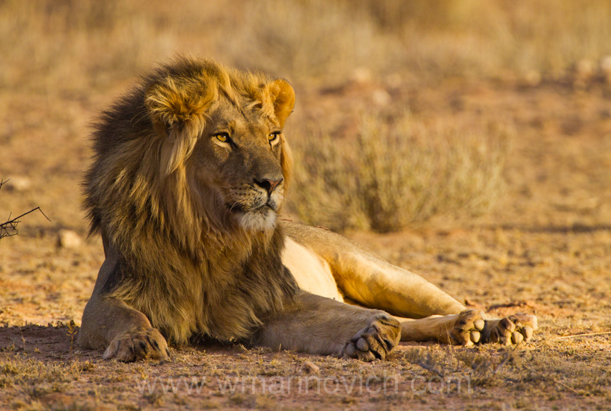 African Lion Wildlife Photography