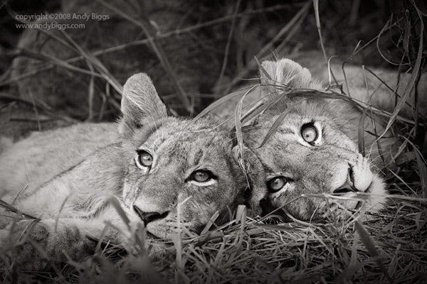 African Photography