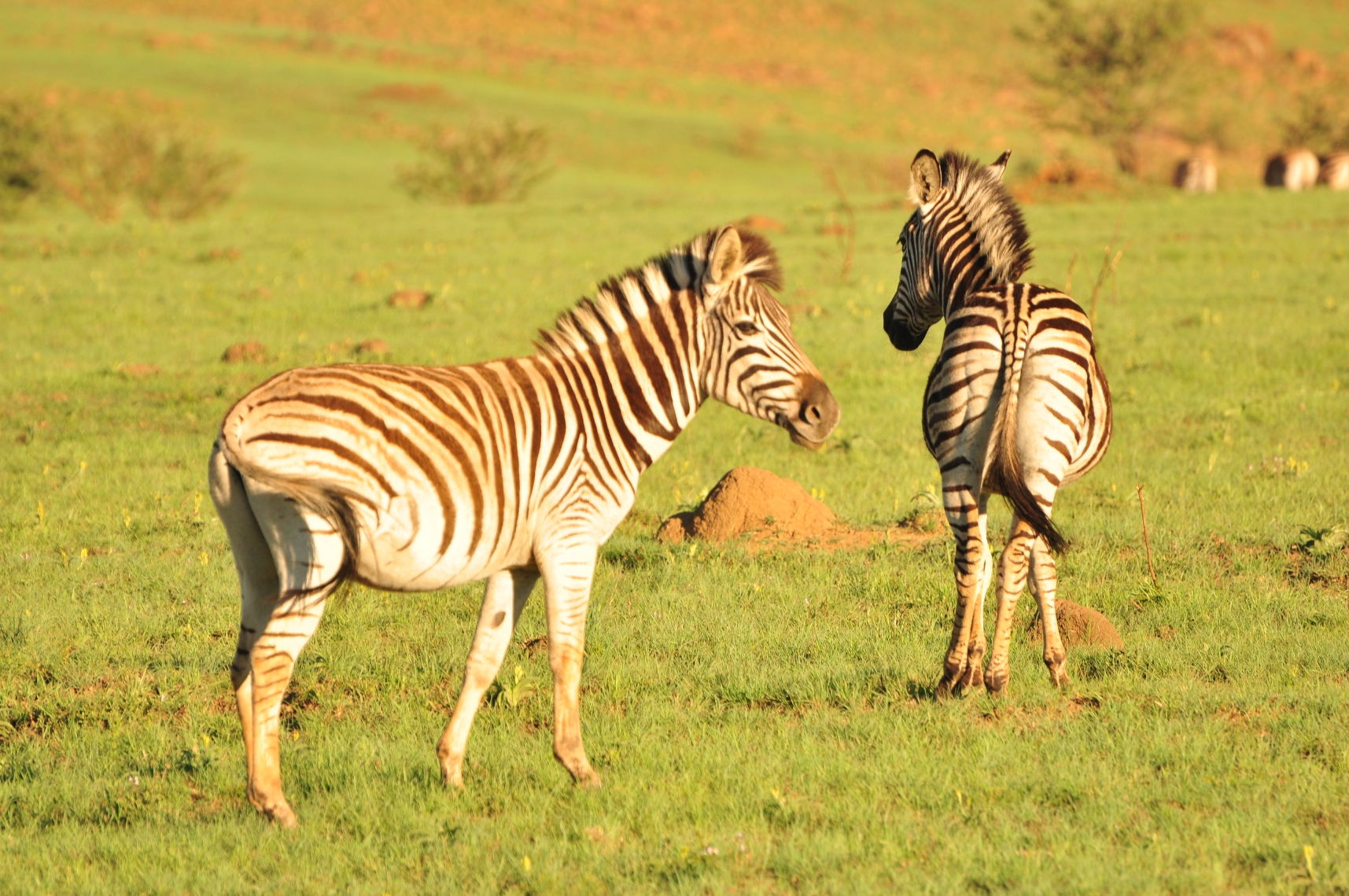 African Wildlife Animals in Africa