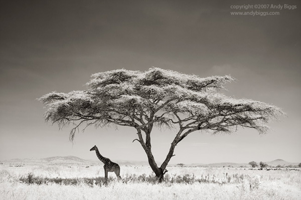 Black and White African Tree