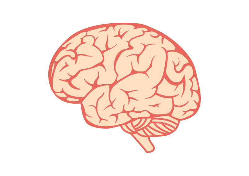 Brain Vector Illustrations