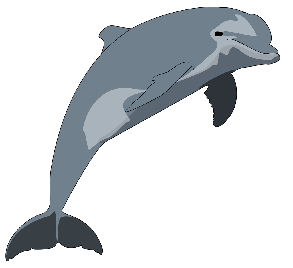 Dolphin Vector Drawing