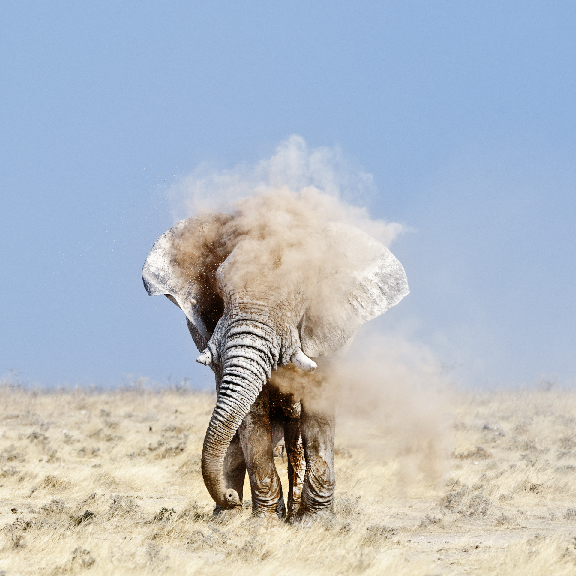 Elephant Dust Bath