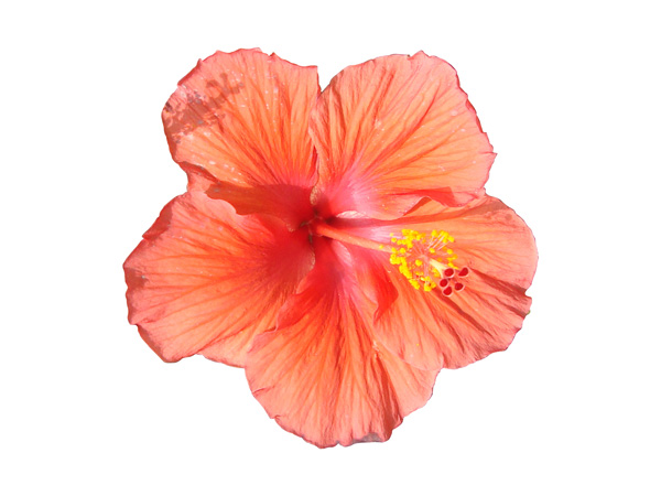 Flower PSD File Free Download Flower PSD File Free Download