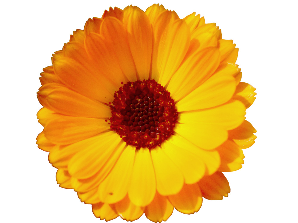 flower clipart psd - photo #1