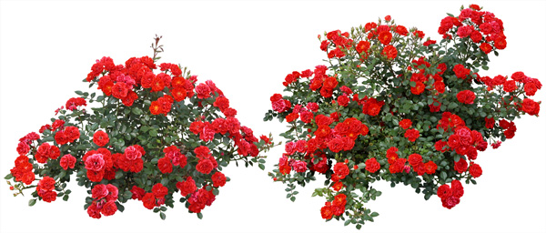 Flowers for Photoshop PSD Flowers for Photoshop PSD