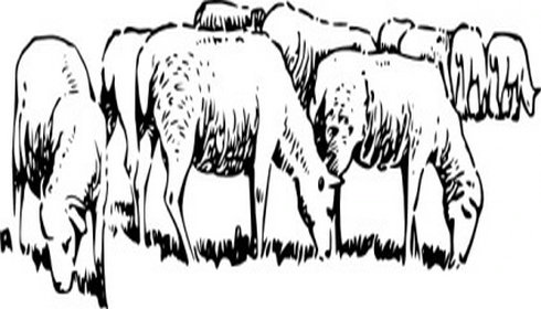 Free Clip Art Sheep Grazing