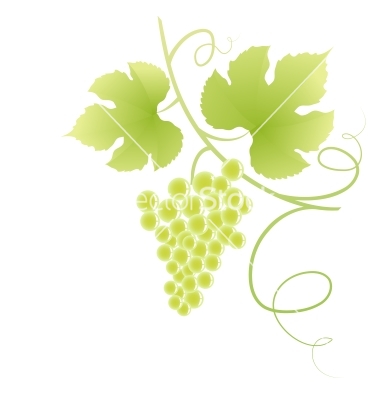 Grape Vine Vector Art