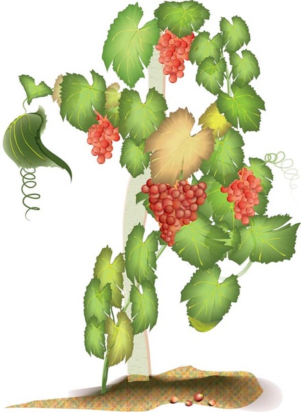 Grape Vine Vector Free