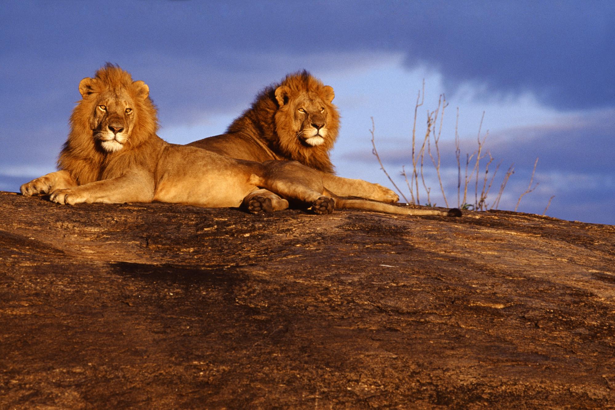 Kenya Africa Wildlife