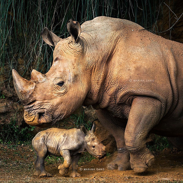 Marina Cano Wildlife Photographer