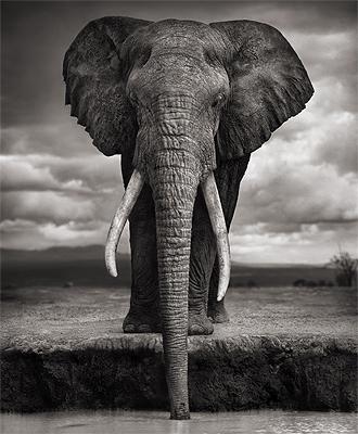 Nick Brandt African Wildlife Photography