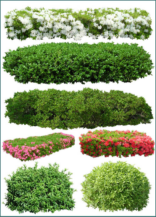 9 PSD Plant Bushes Images