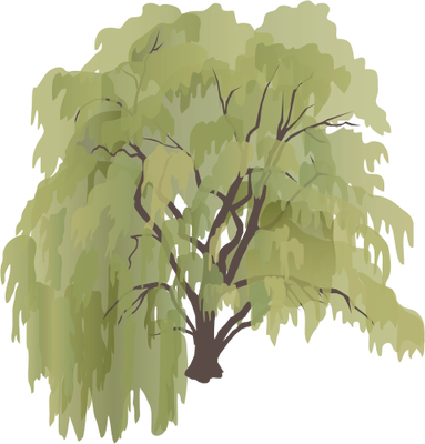 11 Weeping Willow Tree Vector Images