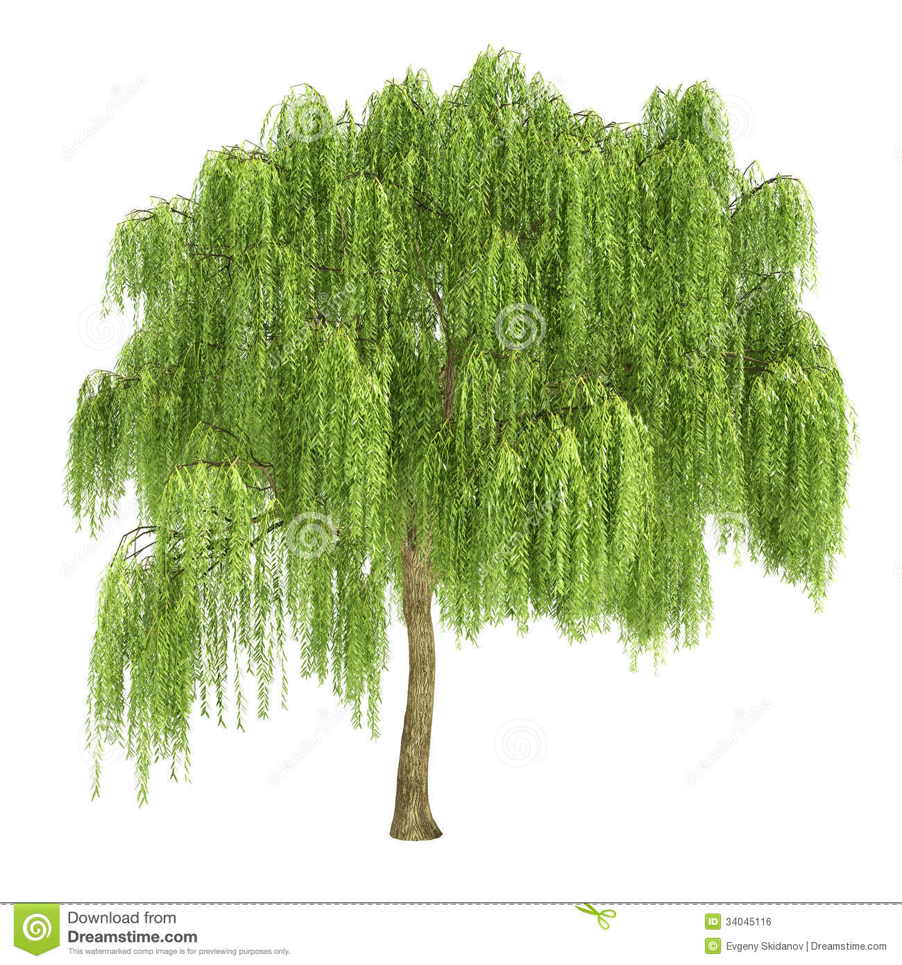 White Weeping Willow Tree