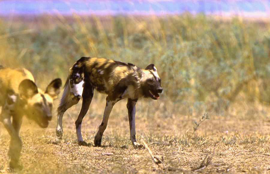 Wild African Wildlife Pictures