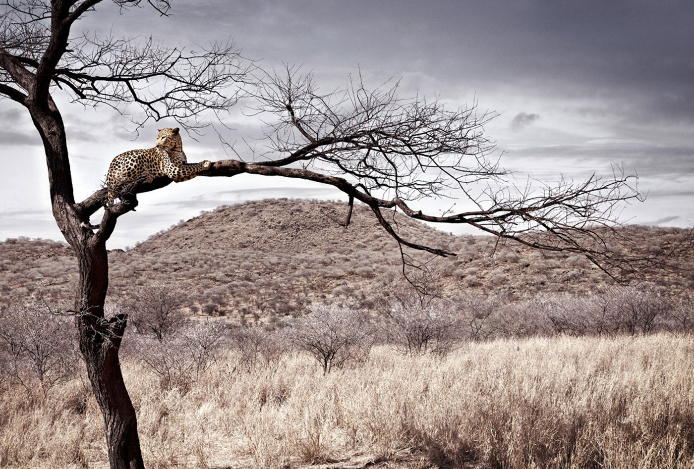 Wildlife Photography Africa