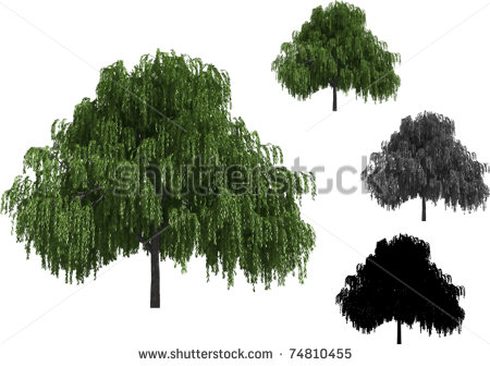Willow Tree Vector