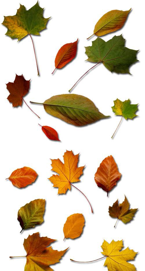 Autumn Leaf Templates