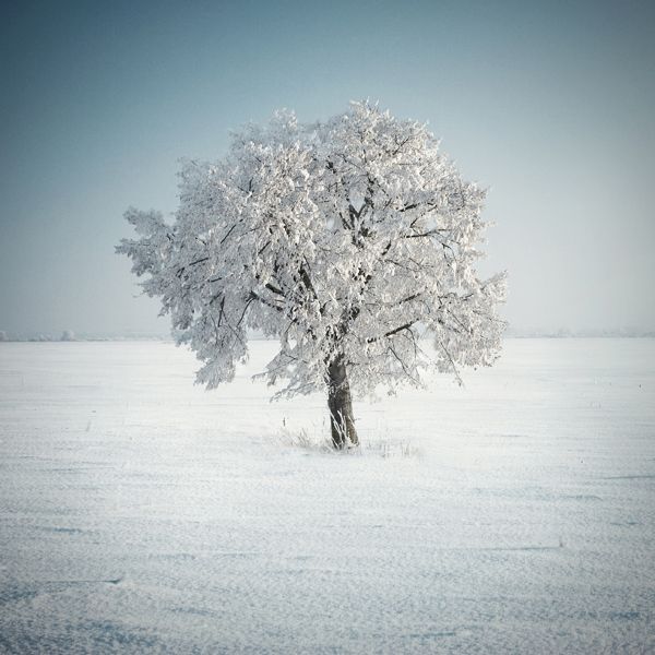 7 Winter Trees PSD Images