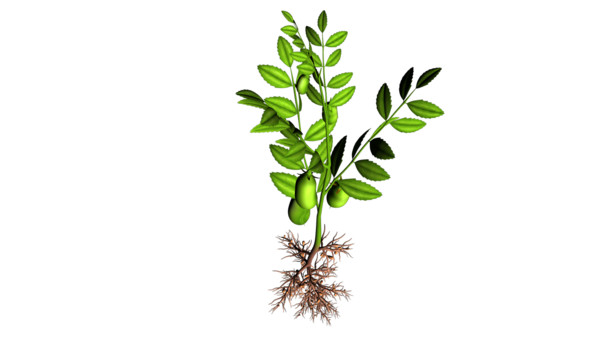 Bengal Gram Plant Bengal Gram Plant