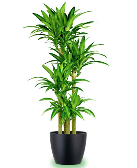 Corn Indoor Houseplants