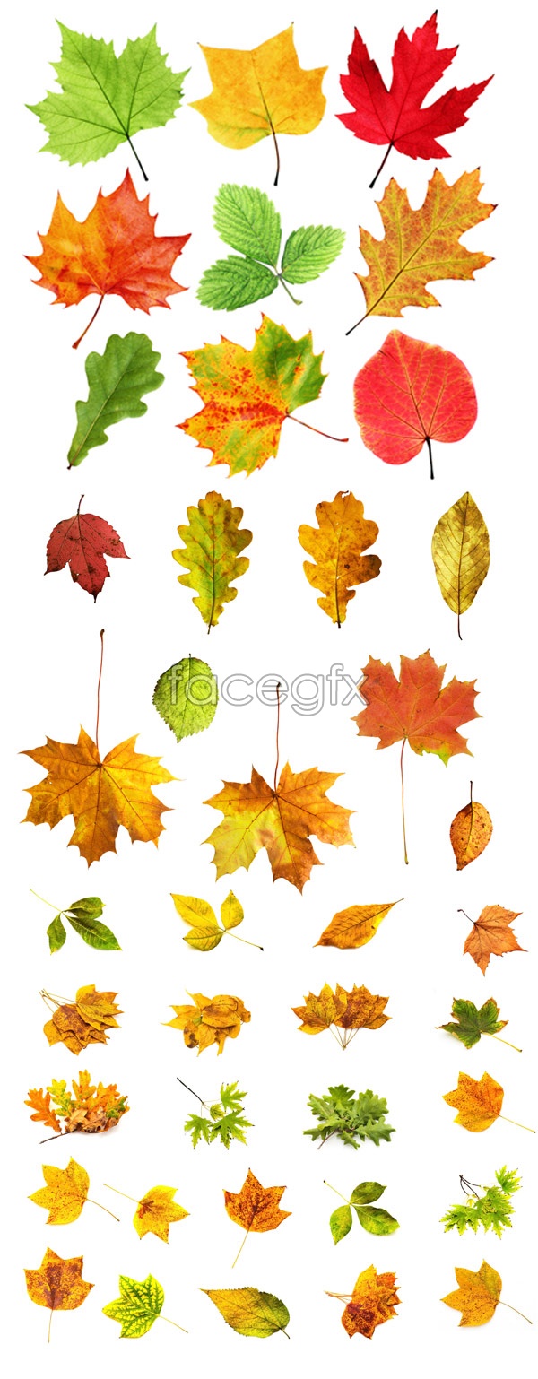 Different Types of Fall Leaves