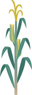 Free Vector Corn Stalks