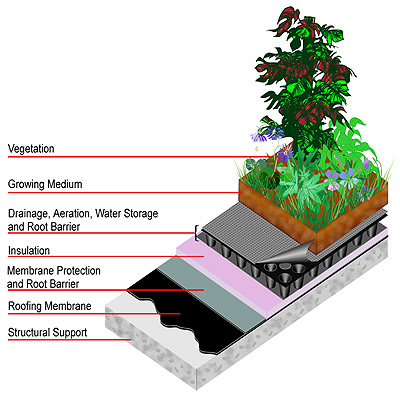 Green Roof Section Detail